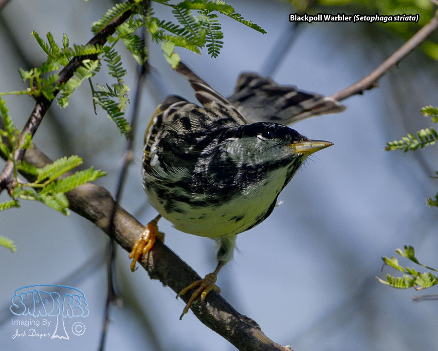 Blackpoll Warbler - Setophaga striata