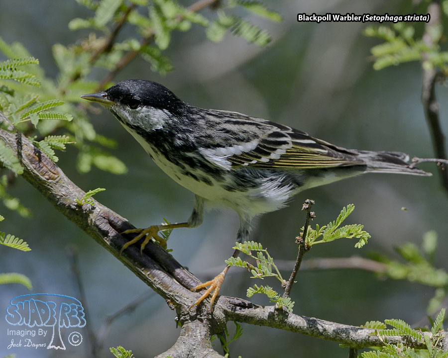 Blackpoll Warbler - Setophaga striata