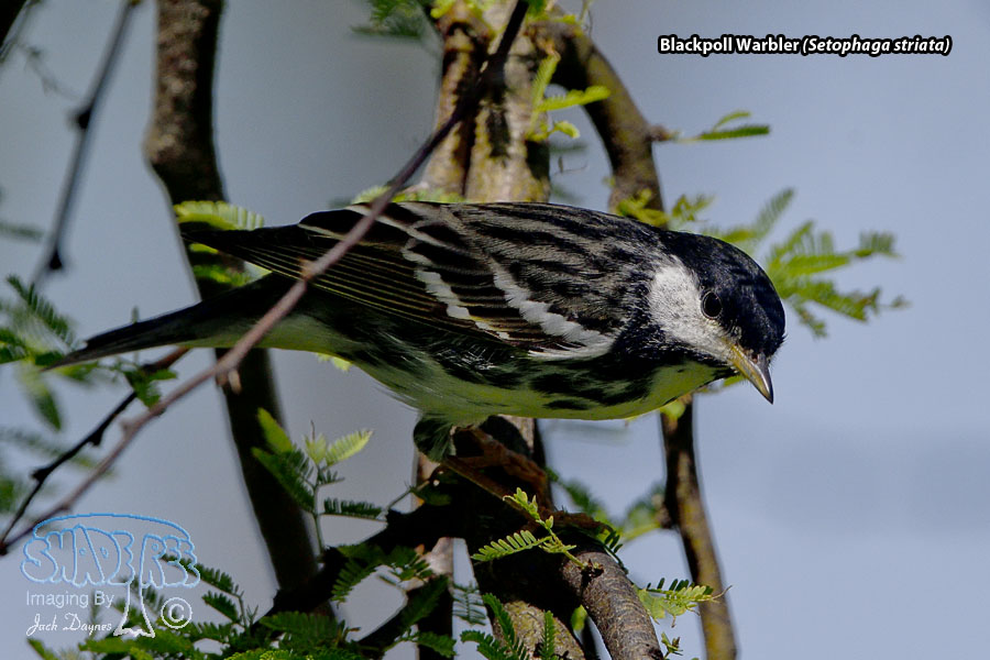 Blackpoll Warbler - Setophaga striata