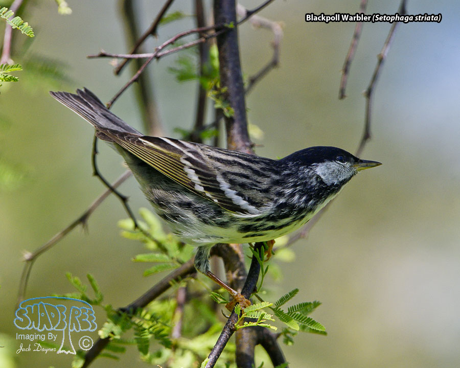 Blackpoll Warbler - Setophaga striata