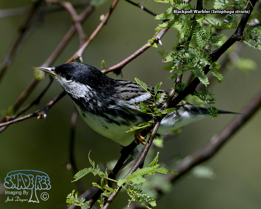 Blackpoll Warbler - Setophaga striata