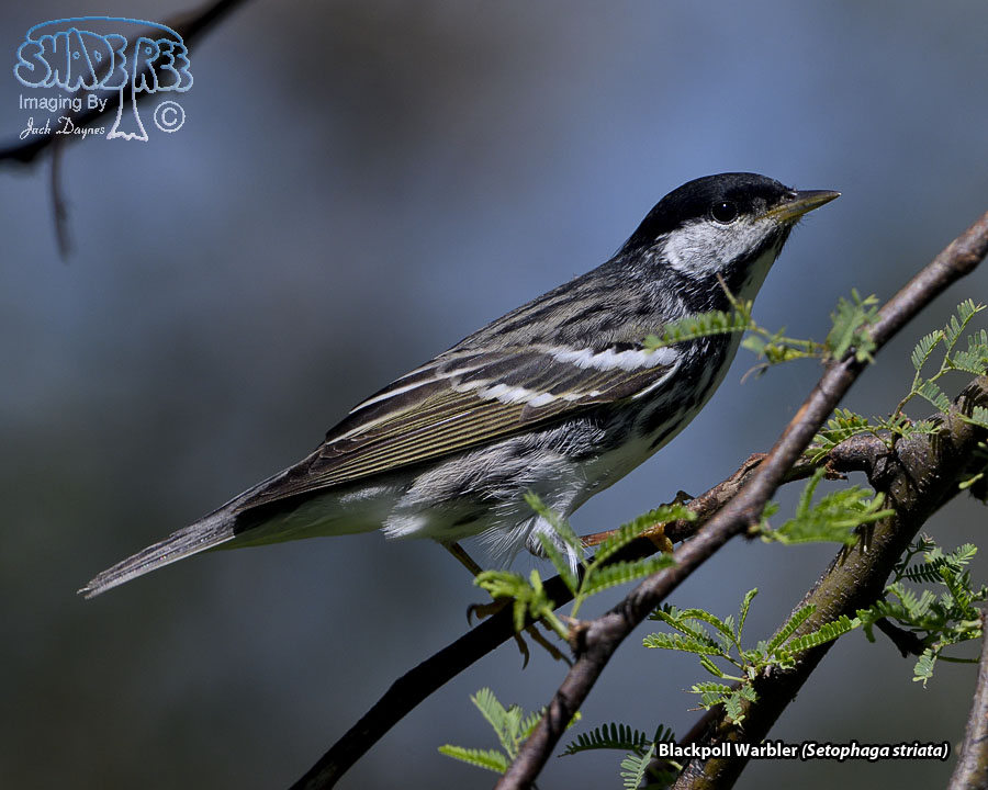 Blackpoll Warbler - Setophaga striata