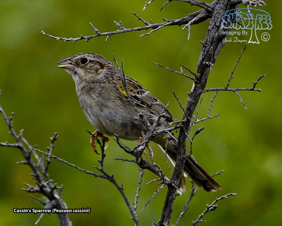 Cassin's Sparrow - Peucaea cassinii