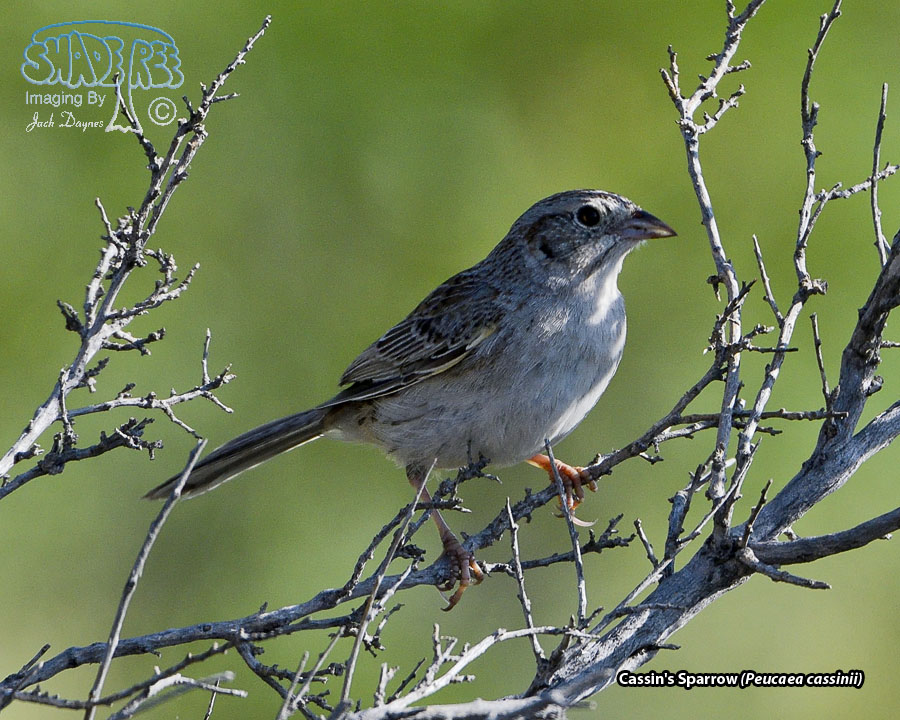 Cassin's Sparrow - Peucaea cassinii