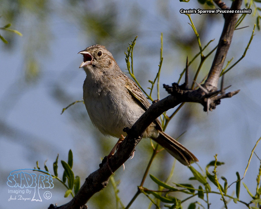 Cassin's Sparrow - Peucaea cassinii