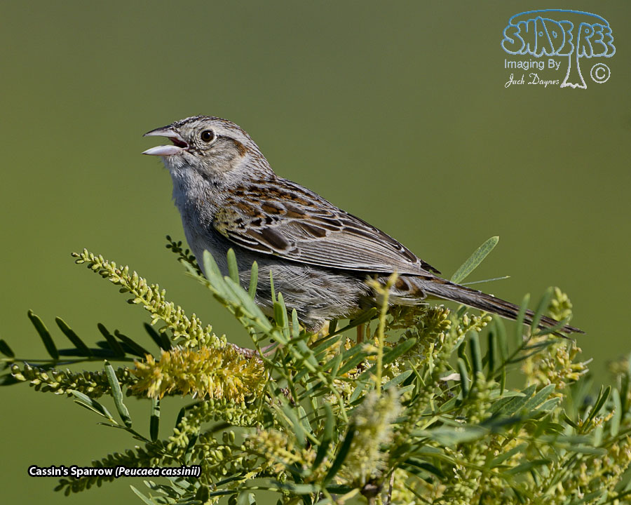 Cassin's Sparrow - Peucaea cassinii