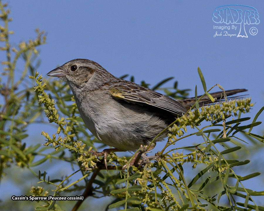 Cassin's Sparrow - Peucaea cassinii