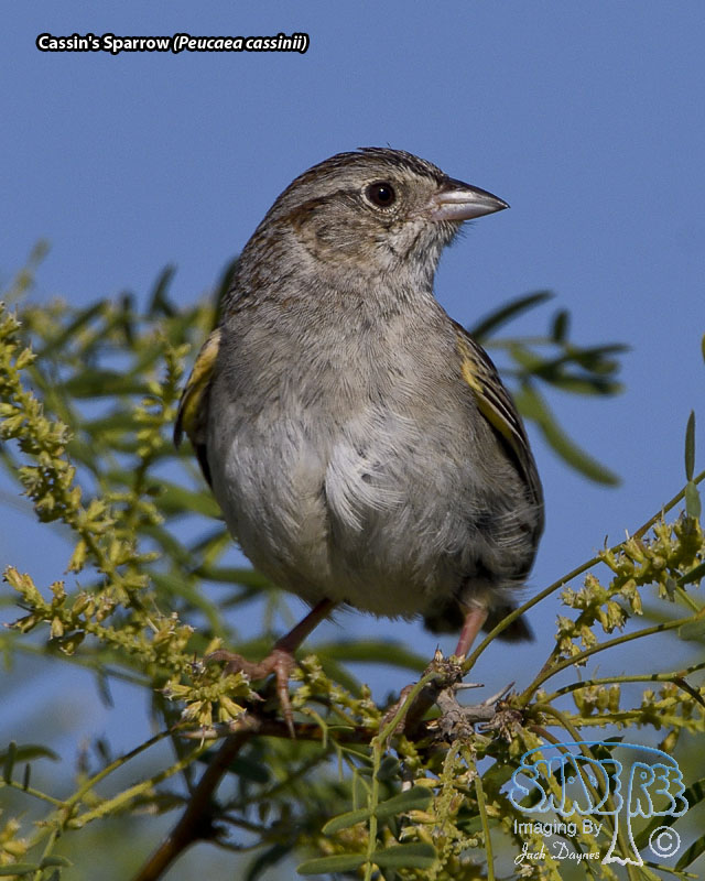 Cassin's Sparrow - Peucaea cassinii