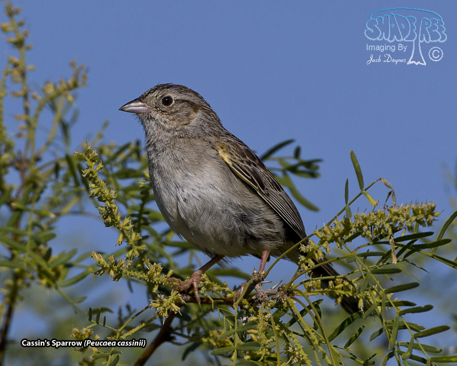 Cassin's Sparrow - Peucaea cassinii