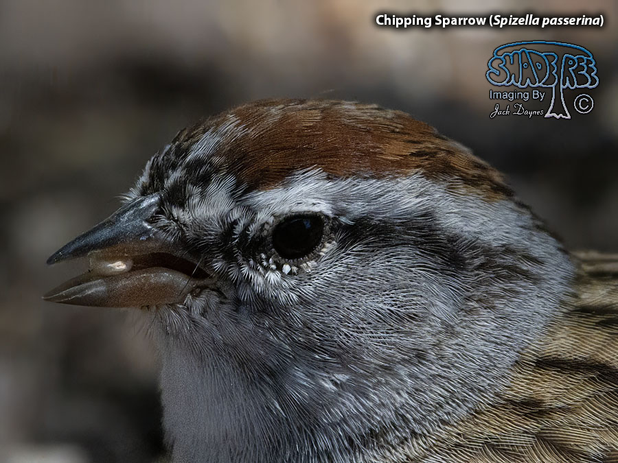 Chipping Sparrow - Spizella passerina