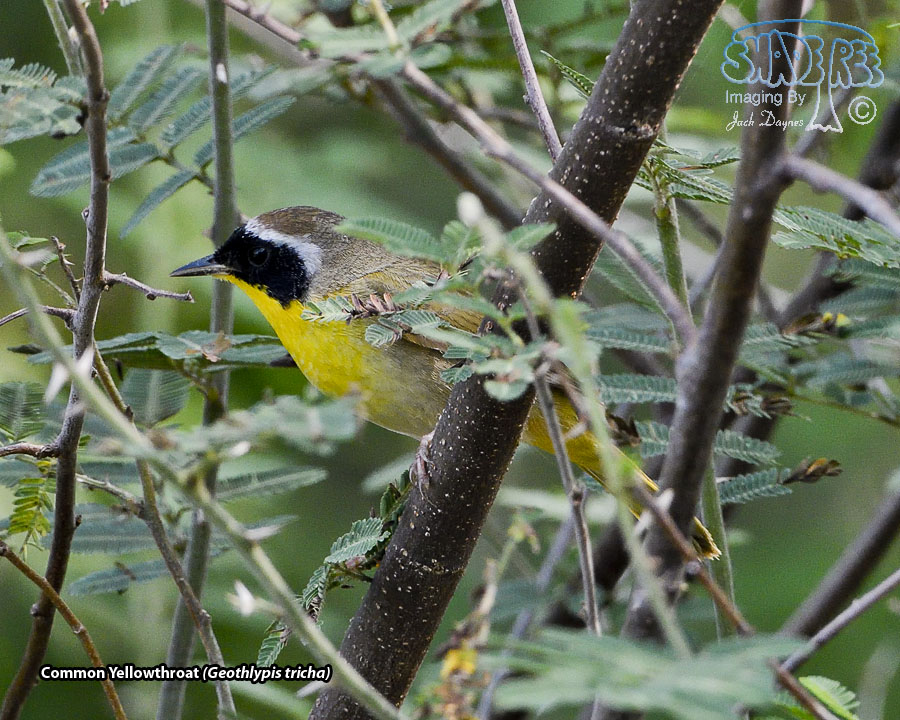 Common Yellowthroat - Geothlypis trichas