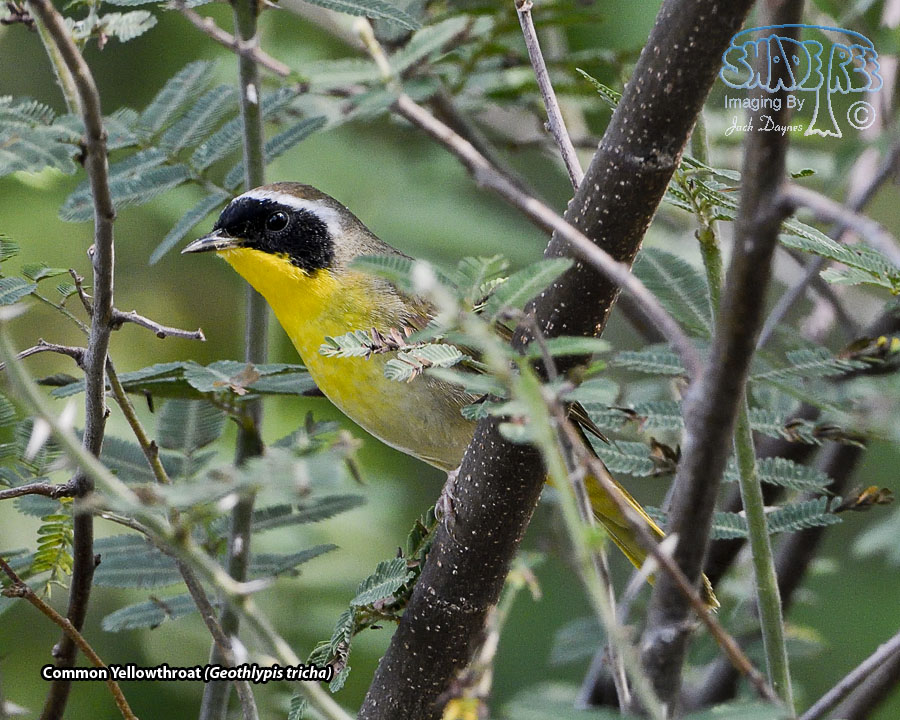 Common Yellowthroat - Geothlypis trichas