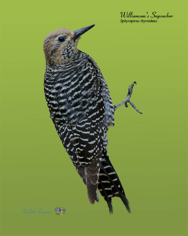 Williamson's Sapsucker - Sphyrapicus thyroideus