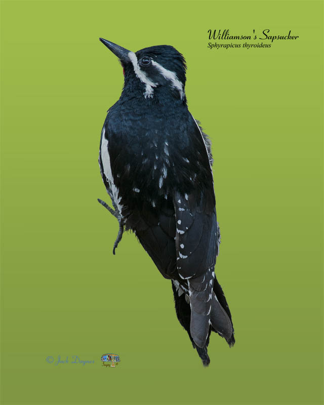 Williamson's Sapsucker - Sphyrapicus thyroideus