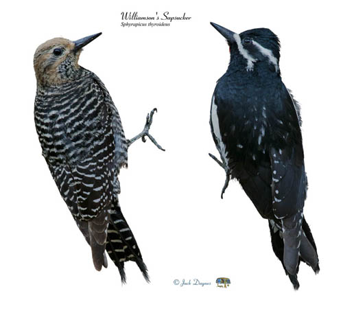 Williamson's Sapsucker - Sphyrapicus thyroideus