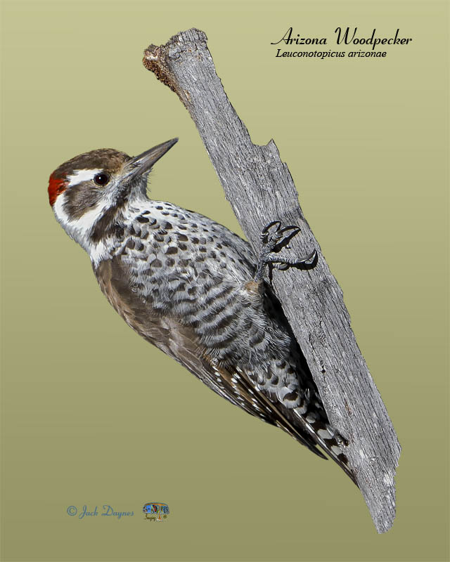 Arizona Woodpecker - Dryobates arizonae