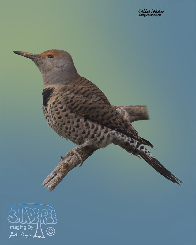 Gilded Flicker - Colaptes chrysoides