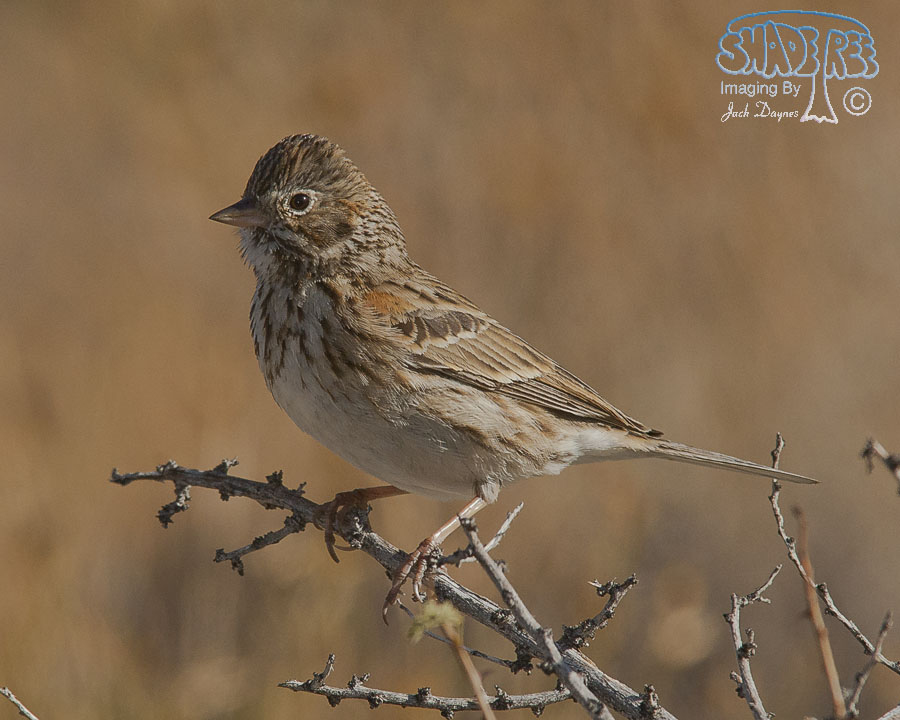 Vesper Sparrow - Pooecetes gramineus