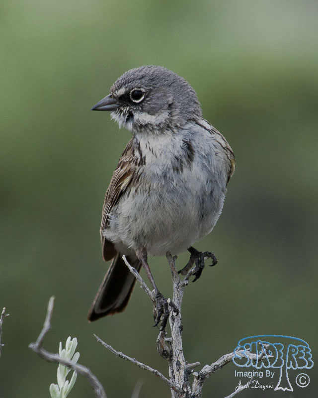 Sagebrush Sparrow - Artemisiospiza nevadensis