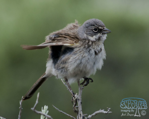 2015-06-05 Klamath Falls Run