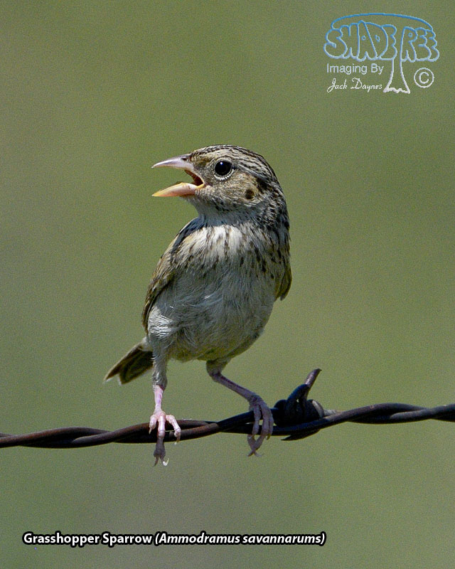 Grasshopper Sparrow - Ammodramus savannarum