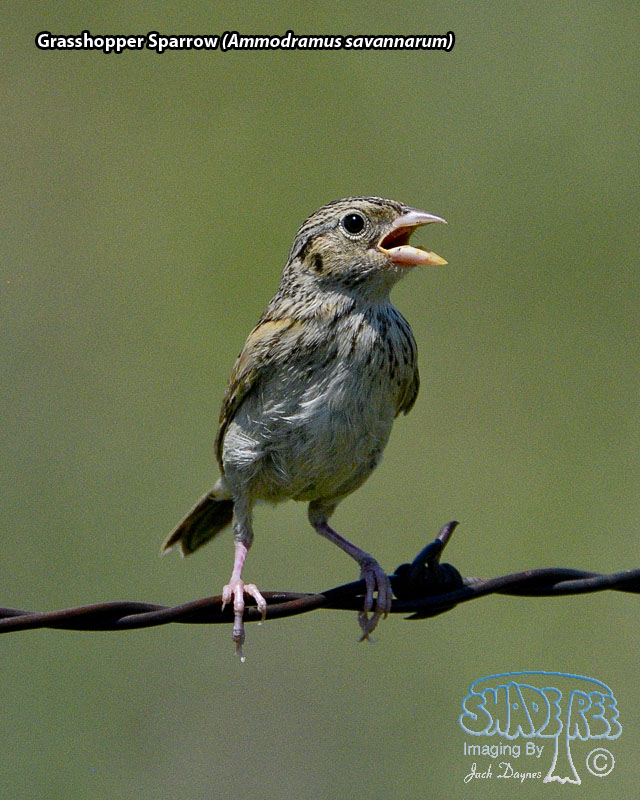 Grasshopper Sparrow - Ammodramus savannarum