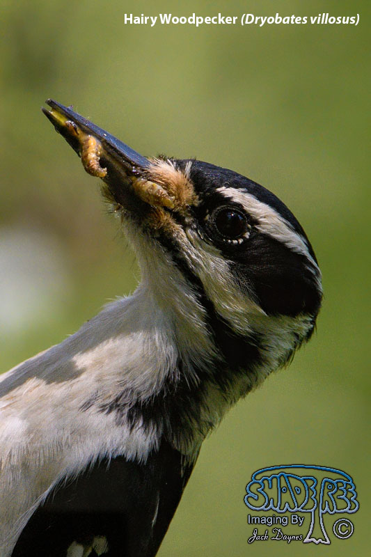 Hairy Woodpecker - Dryobates villosus