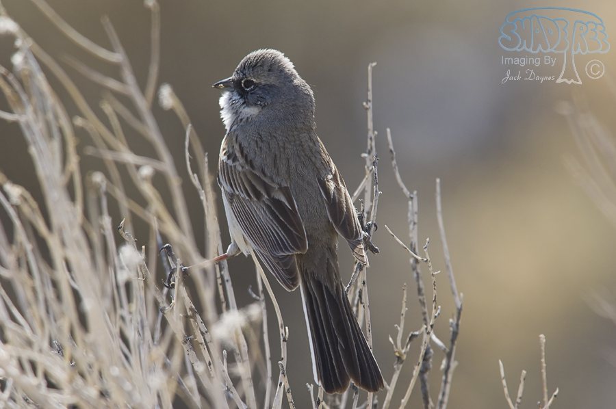 Sagebrush Sparrow - Artemisiospiza nevadensis