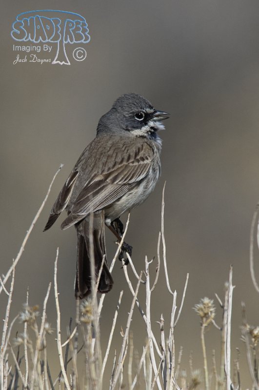 Sagebrush Sparrow - Artemisiospiza nevadensis