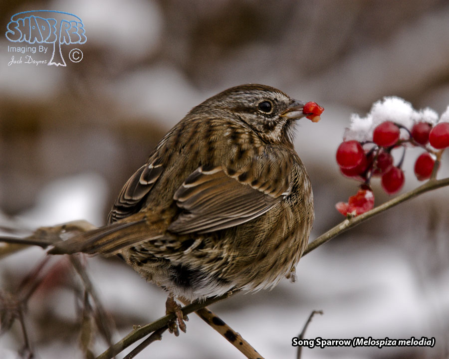 Song Sparrow - Melospiza melodia