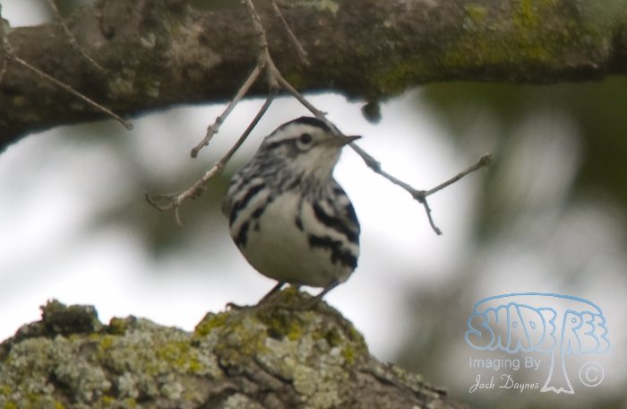Black-and-White Warbler - Mniotilta varia