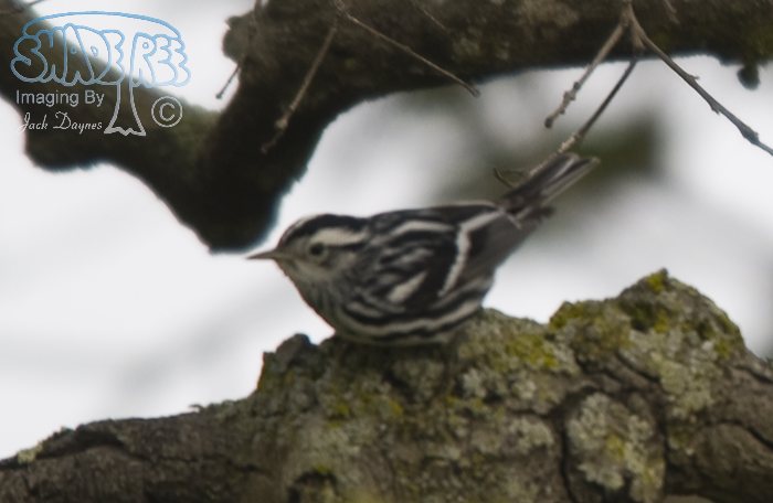 Black-and-White Warbler - Mniotilta varia