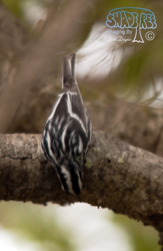 Black-and-White Warbler - Mniotilta varia