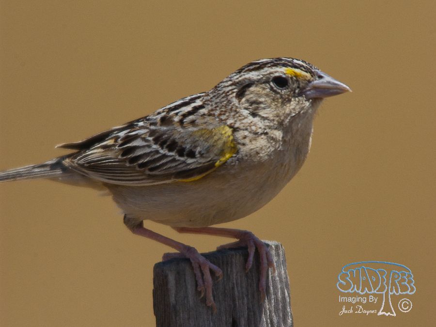Grasshopper Sparrow - Ammodramus savannarum