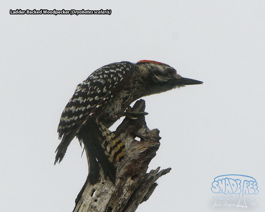 Ladder-Backed Woodpecker - Dryobates scalaris