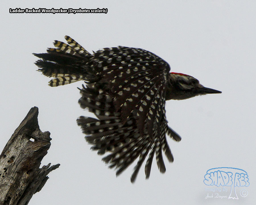 Ladder-Backed Woodpecker - Dryobates scalaris