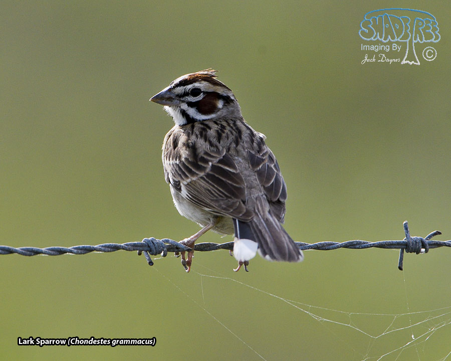Lark Sparrow - Chondestes grammacus