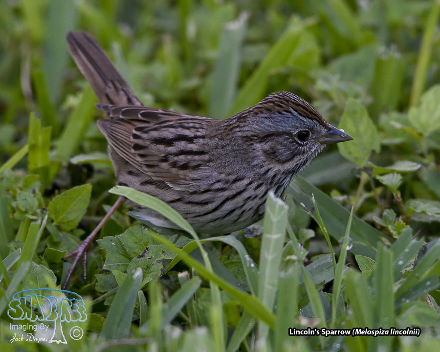 Lincoln's Sparrow - Melospiza lincolnii