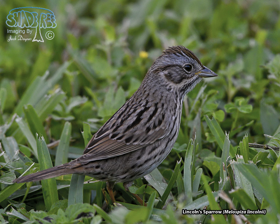 Lincoln's Sparrow - Melospiza lincolnii
