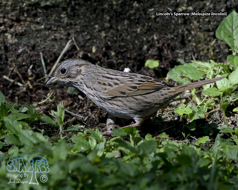 Lincoln's Sparrow - Melospiza lincolnii