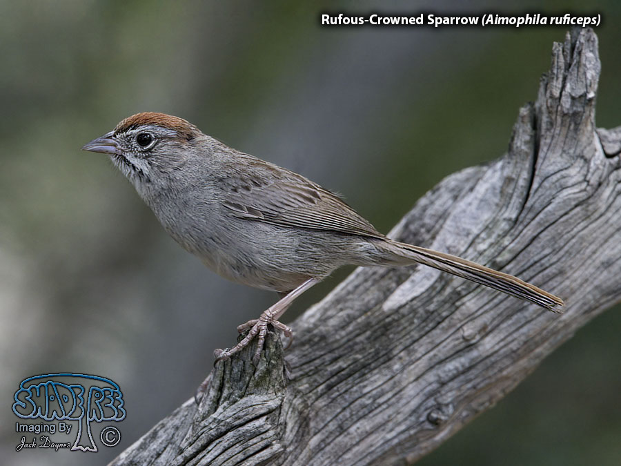 Rufous-Crowned Sparrow - Aimophila ruficeps