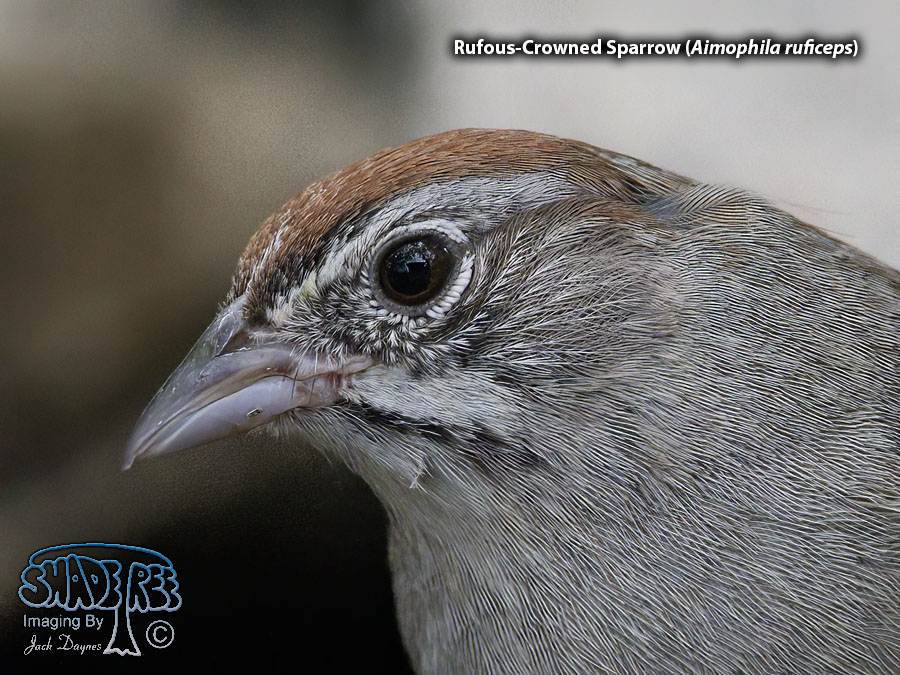 Rufous-Crowned Sparrow - Aimophila ruficeps
