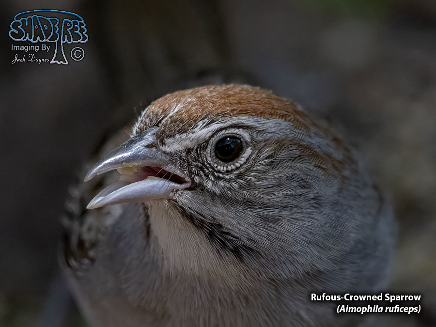 Rufous-Crowned Sparrow - Aimophila ruficeps