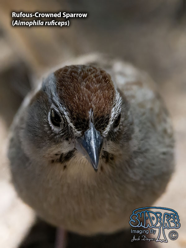 Rufous-Crowned Sparrow - Aimophila ruficeps