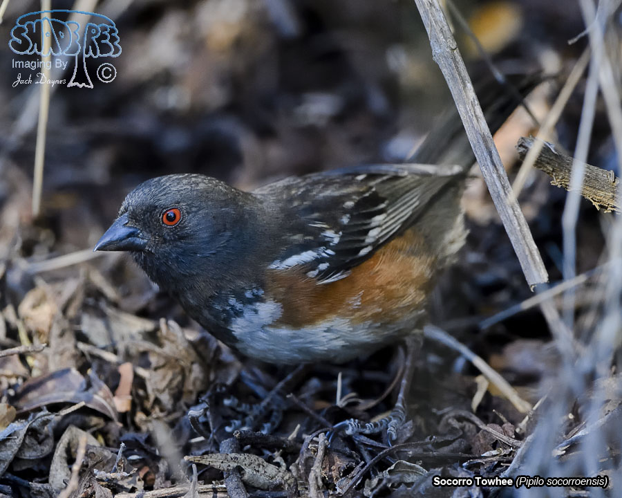 Socorro Spotted Towhee - Pipilo maculatus socorroensis