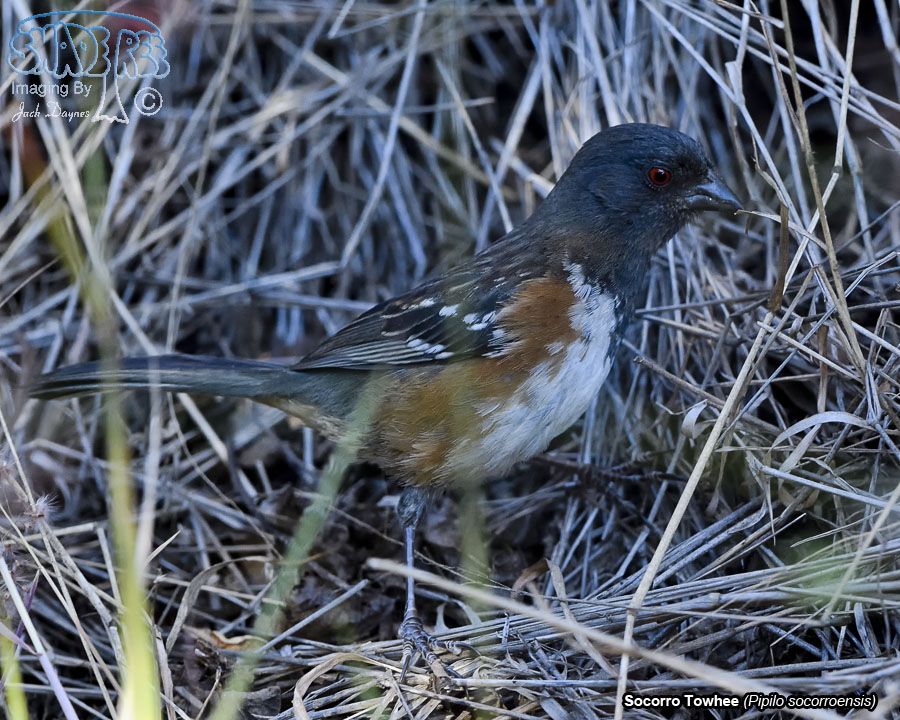 Socorro Spotted Towhee - Pipilo maculatus socorroensis
