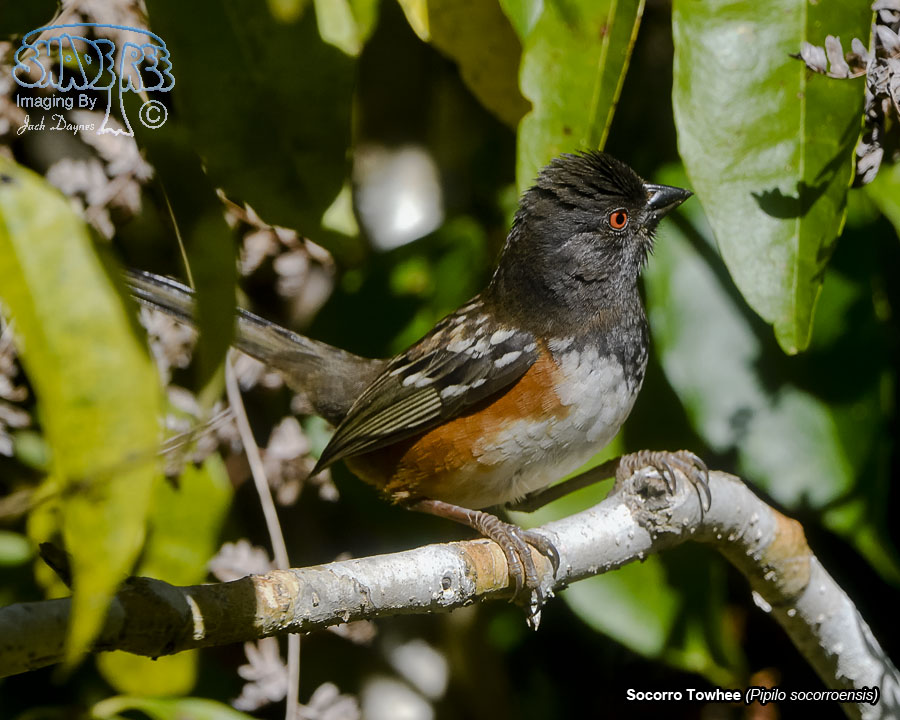 Socorro Spotted Towhee - Pipilo maculatus socorroensis