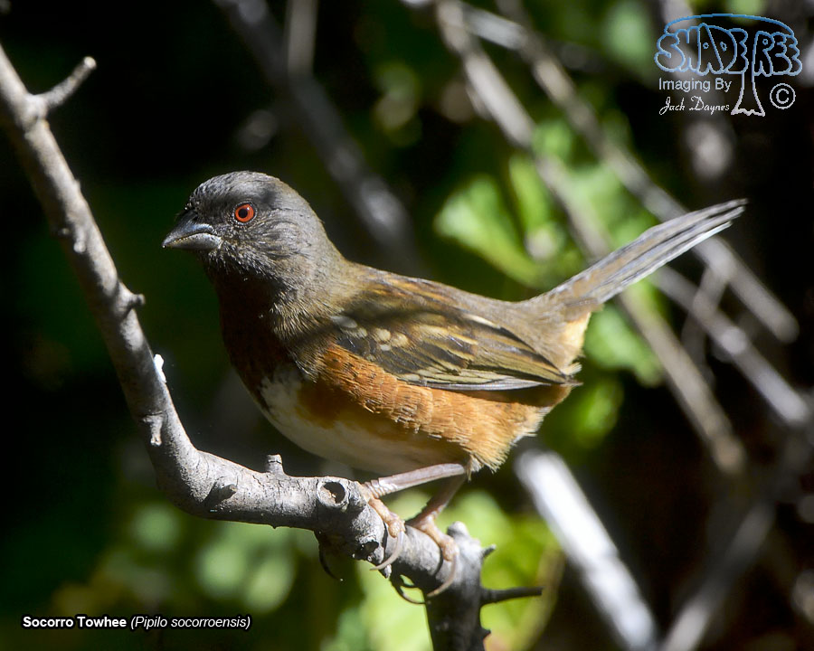 Socorro Spotted Towhee - Pipilo maculatus socorroensis