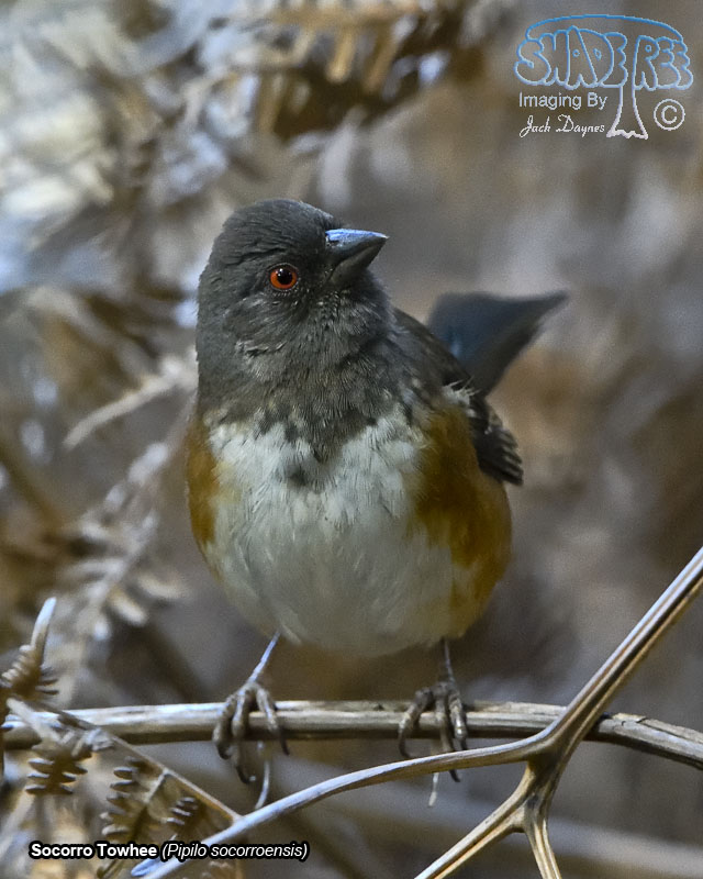 Socorro Spotted Towhee - Pipilo maculatus socorroensis