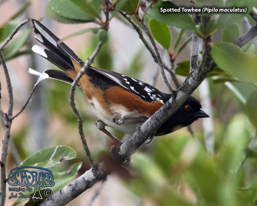 Spotted Towhee - Pipilo maculatus